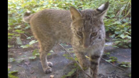 Beautiful Florida Bobcat Looking for Her Breakfast