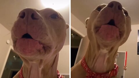 Dog Gets Autotuned When Begging For Walk Time