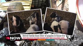 Detroit family loses litter of puppies in house fire