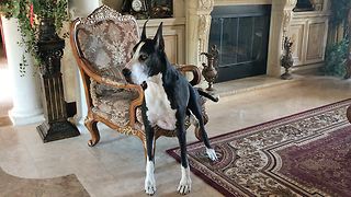 Regal Great Dane Sits Like a Person