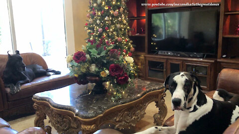 Comfy Great Danes Approve Of Their New Furniture