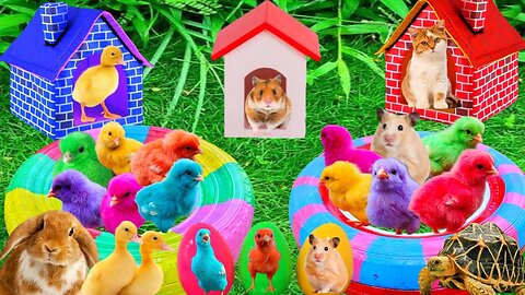 Catch Cute Chickens, Colorful Chickens, Rainbow Chicken, Rabbits, Cute Cats,Ducks,Animals Cute