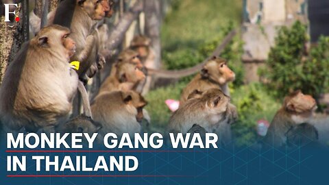 Thailand: Police Form Special Team to Fight Monkey Gangs