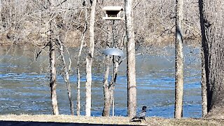 CROWS AT THE FEEDER