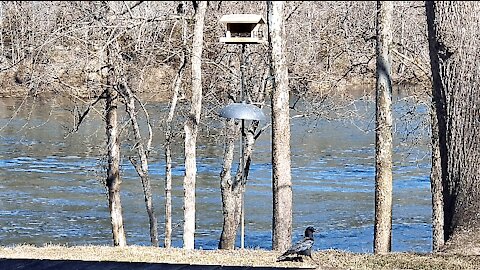 CROWS AT THE FEEDER