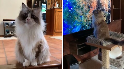 Ragdoll Cat’s Favorite Hobby Is Watching TV
