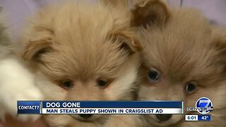 Craigslist seller has puppy stolen from Colorado home