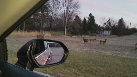 Deer Encounters-2020