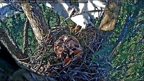 Angel & Mate Continue Building Nest 🌲 03/07/23 07:52