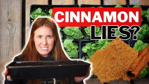 Does Cinnamon On Potting Soil Actually Help With Fungi When Starting Seeds?