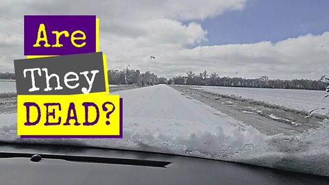 Traveling On Icy Roads To Pick Up Dead Chicks?