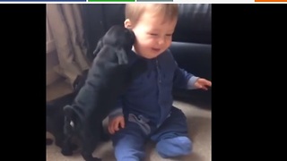 Baby finds pug puppies extremely amusing