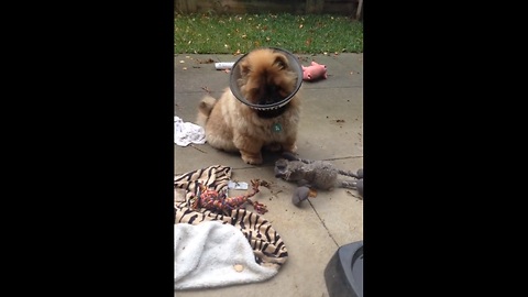 Puppy somehow gets bowl stuck on head