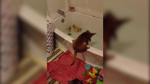 "A Cute Pup Makes Friends with Several Duckling Ducks in A Bathtub"