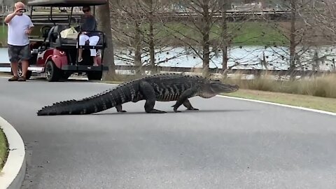 Alligator Crossing The Road - Subscribe