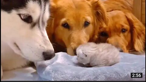Golden retriever and husky meeting their best friend new born kitten
