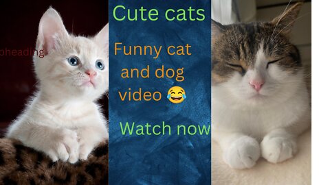 Funny video cat and dog 🐶!!