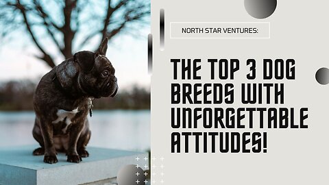 The Top 3 Dog Breeds with Unforgettable Attitudes