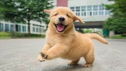 Funniest & Cutest Golden Retriever Puppies #2 - Funny Puppy Videos 2023