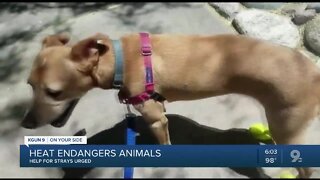 Heat warning: Protect pets--and strays