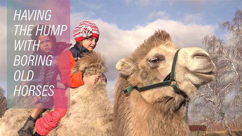 Cool as a camel? Siberia’s strangest farm