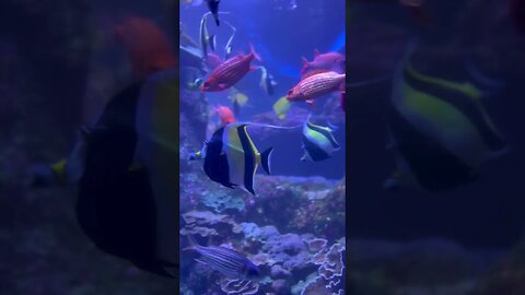 Maui Ocean Center, The Aquarium of Hawai'i. #shorts #maui #aquarium