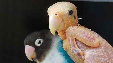 Bald Bird Is Smitten With Lovebird Beau: CUTE AS FLUFF