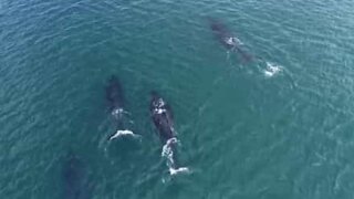 Divers interact with humpback whales