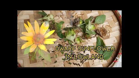 PICKING DWARF SUNFLOWER SEEDS🌻🌻LOWLAND AREA | Rick and Mari | Garden Vlog