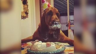 Cute Dog Gets Birthday Cake All Over His Face And Ears