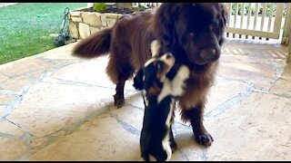 Tiny puppy shows no fear whatsoever of giant Newfoundland
