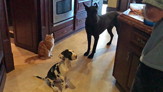 Funny Great Dane, Puppy & Cat Can't Wait For Breakfast To Be Served
