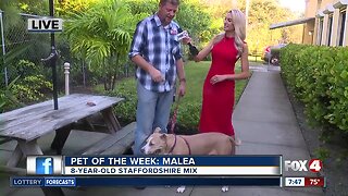 Pet of the Week: Malea