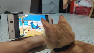 Kitten obsessed with watching 'Tom & Jerry' all day long