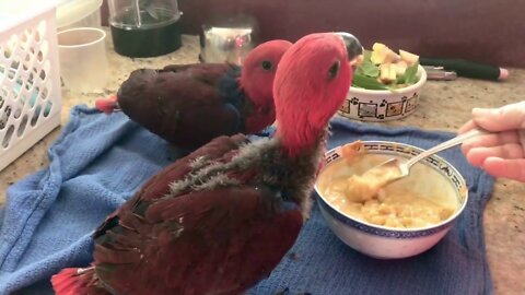 Baby Eclectus feeding time