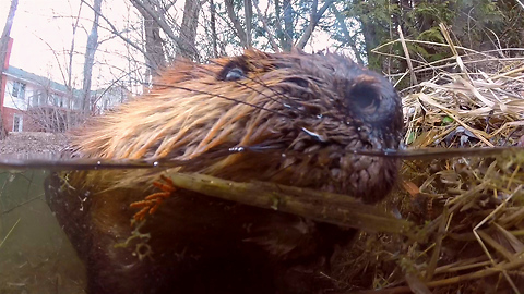 Curious beaver investigates submerged GoPro