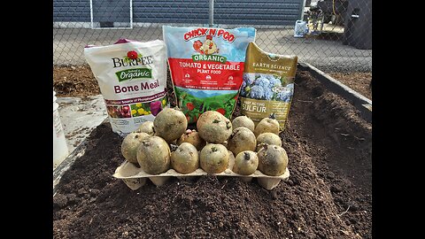 Planting Yukon Gold Seed Potatoes 3/24/24