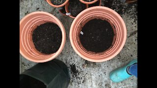 Potato Project - Growing potatoes in containers