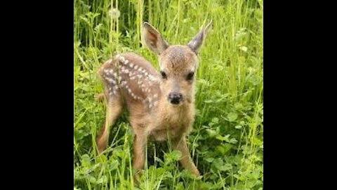 roe deer have dinner eating hay