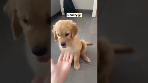 reality vs expectation😍, Dog reaction, cute dog reaction 🐶,dog bite ,dog compression🐕,dog expression