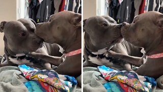 Pit bull best friends share some love & kisses