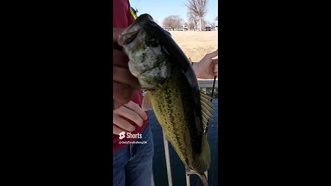 Catching Them Bass Under The Dock