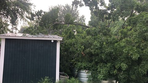 Tornado damaged tree fell over