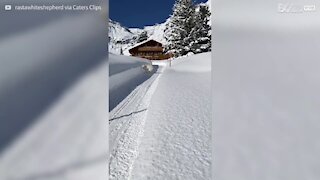 Ce chien saute dans une épaisse couche de neige