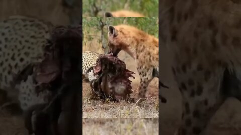 Spotted Hyena Steals leopard Food / Wildlife at it's Best