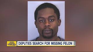 Manatee County deputies search for missing, endangered felon