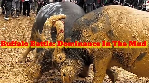 🐃💥 Epic Buffalo Duel: Mud Dominance Battle