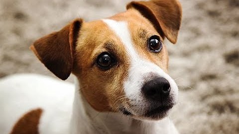 Funny Jack Russell Terrier Dog Videos Compilation