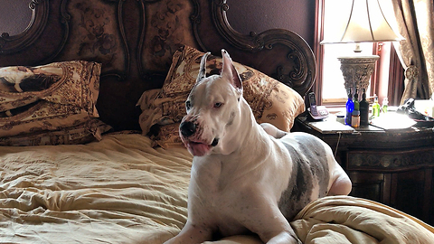 Great Dane Refuses To Get Out Of Bed