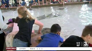 Omaha Zoo unveils permanent home for stingrays